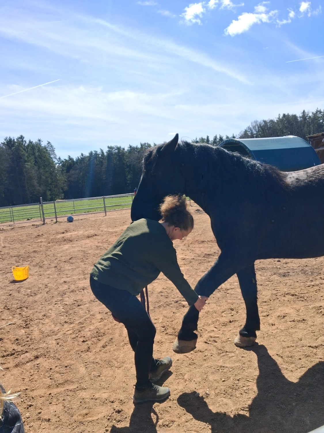 Seelenanker Pferde - Pferdetrainer und Reitpädagoge - Eine Frau Pferdepflege ein Pferd auf der Außenkoppel.