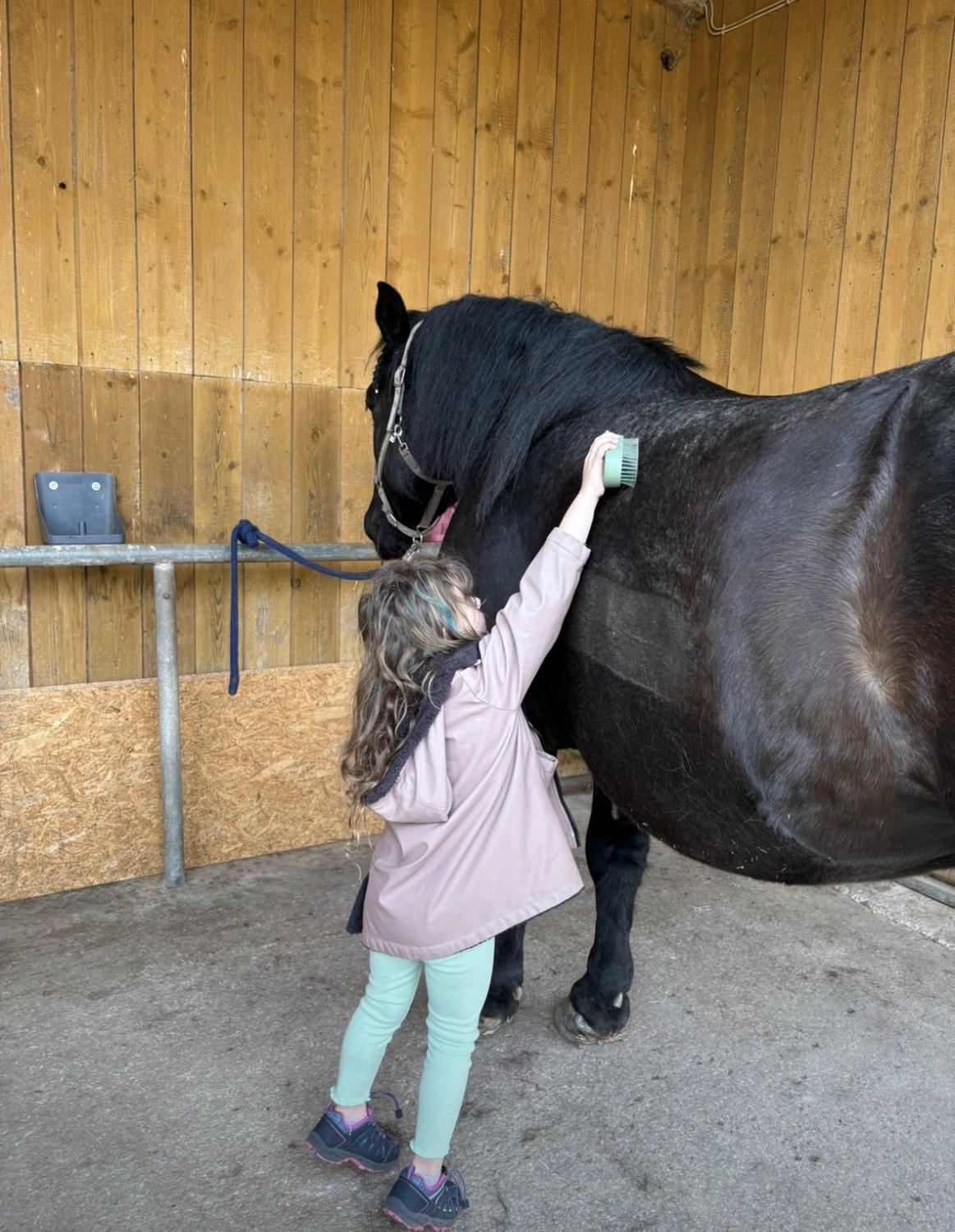 Seelenanker Pferde - Pferdetrainer und Reitpädagoge - Pferdepflege
