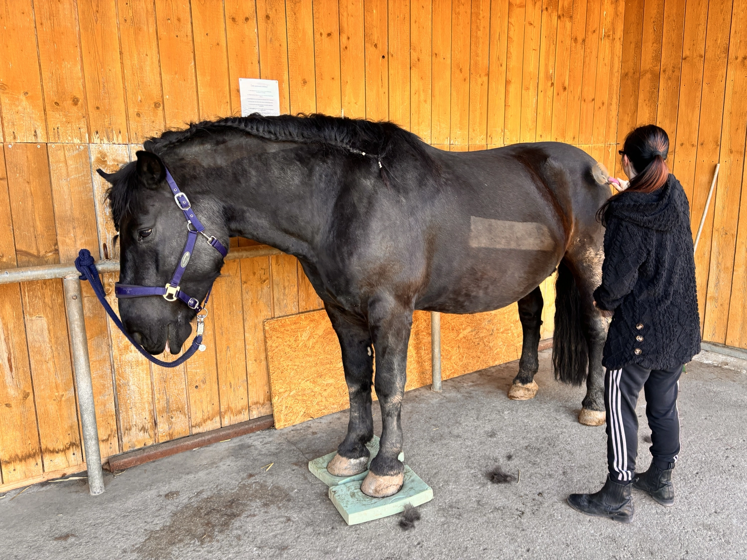 Seelenanker Pferde - Pferdetrainer und Reitpädagoge - Eine Frau Pferde ein Pferdepflege.