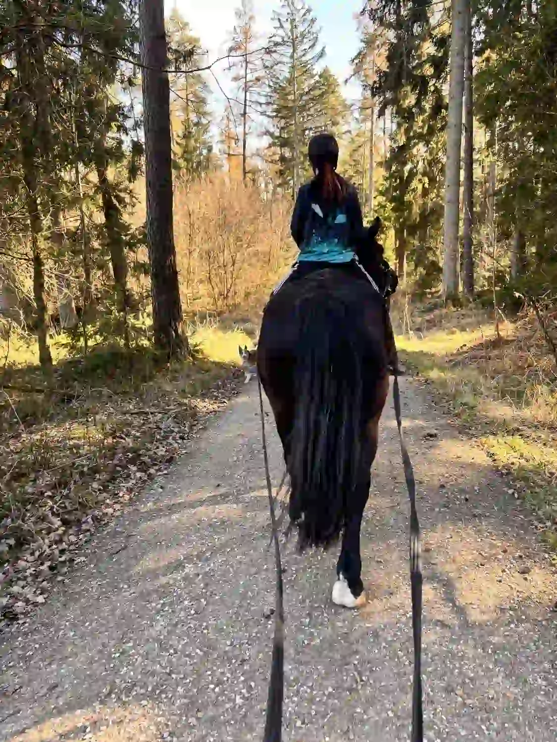 Seelenanker Pferde - Pferdetrainer und Reitpädagoge -Pferdeausbildung