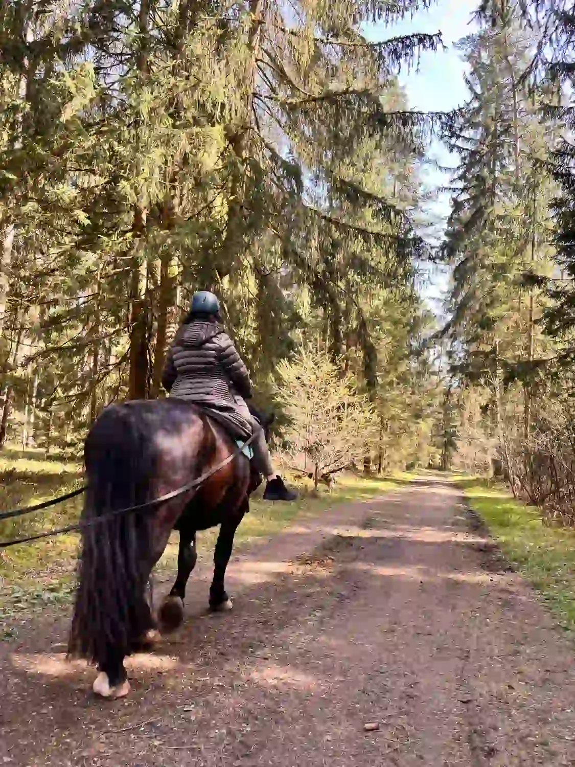 Seelenanker Pferde - Pferdetrainer und Reitpädagoge - Ein Trainer führt eine Selbstkontrolle durch, indem er auf einem dunklen Pferd einen Feldweg durch einen sonnenbeschienenen Wald entlangreitet.