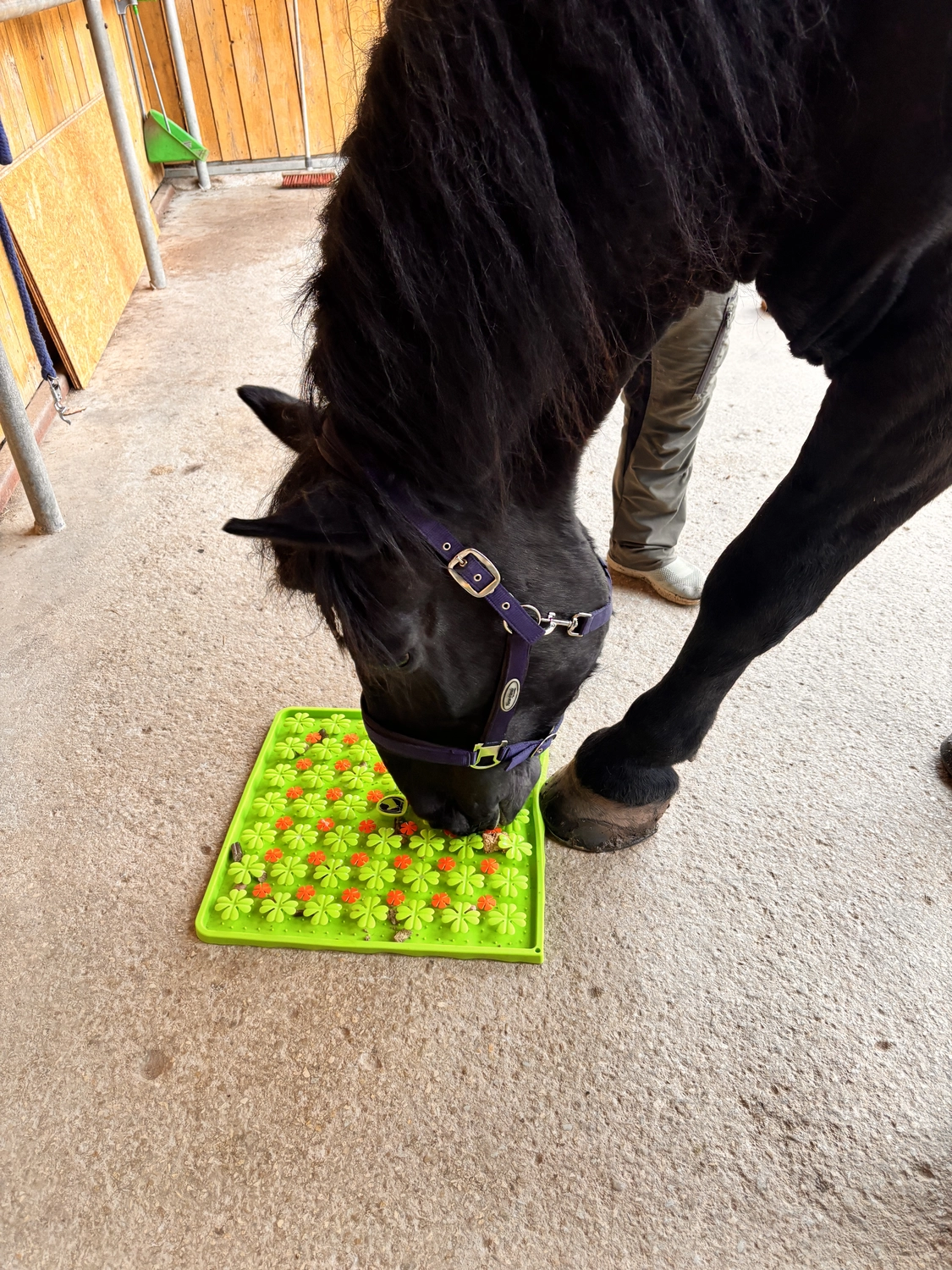 Seelenanker Pferde - Pferdetrainer und Reitpädagoge - Pferdeausbildung eines schwarzen Pferdes mit lila Halfter.
