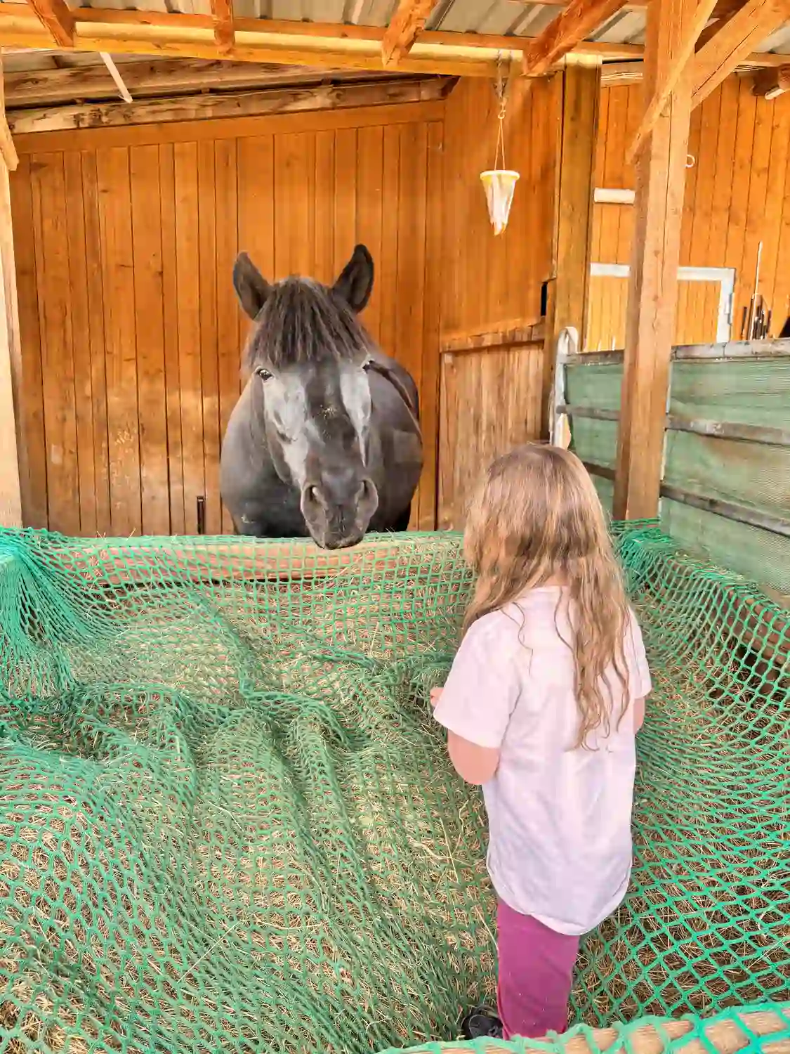Seelenanker Pferde - Pferdetrainer und Reitpädagoge - Ein kleines Mädchen kümmert sich um ein Pferdepflege.