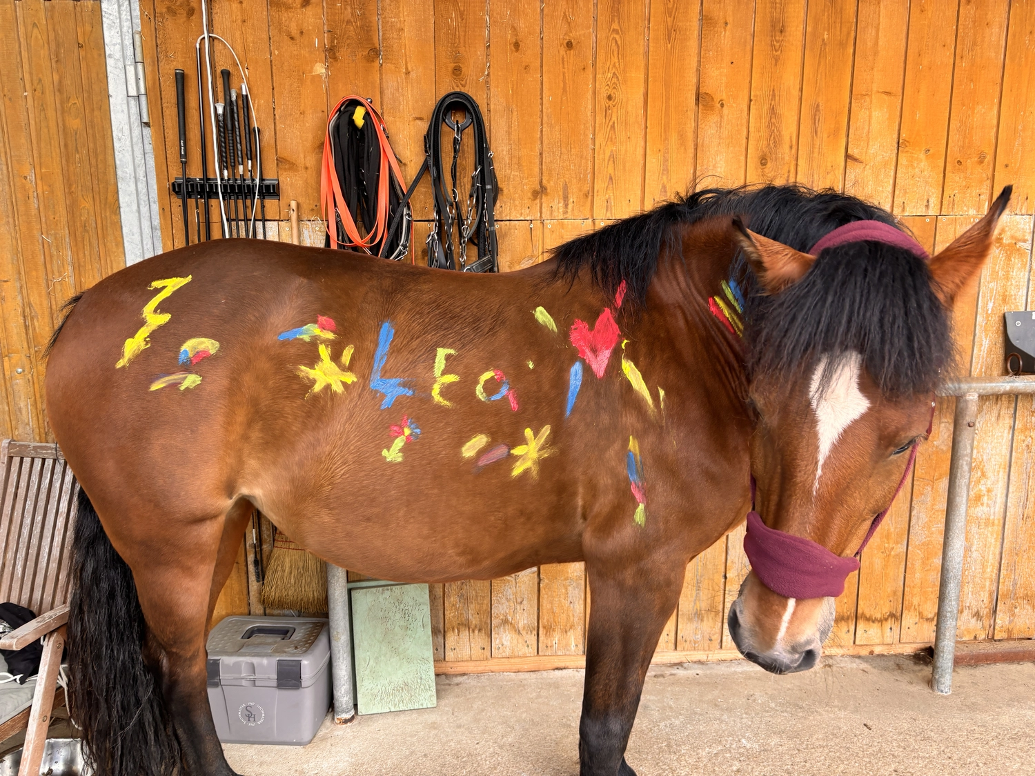 Seelenanker Pferde - Pferdetrainer und Reitpädagoge - Bunter Druck auf einem Pferd