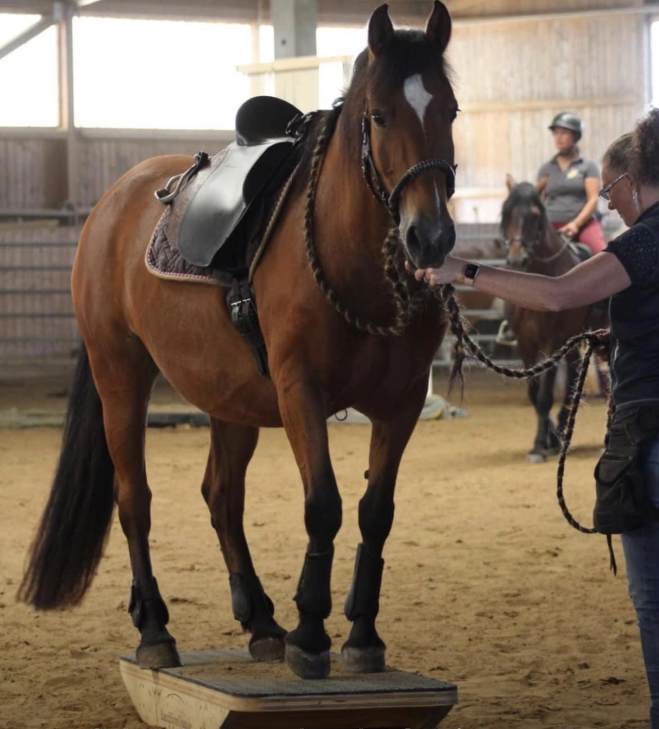 Seelenanker Pferde - Pferdetrainer und Reitpädagoge -Reitunterricht