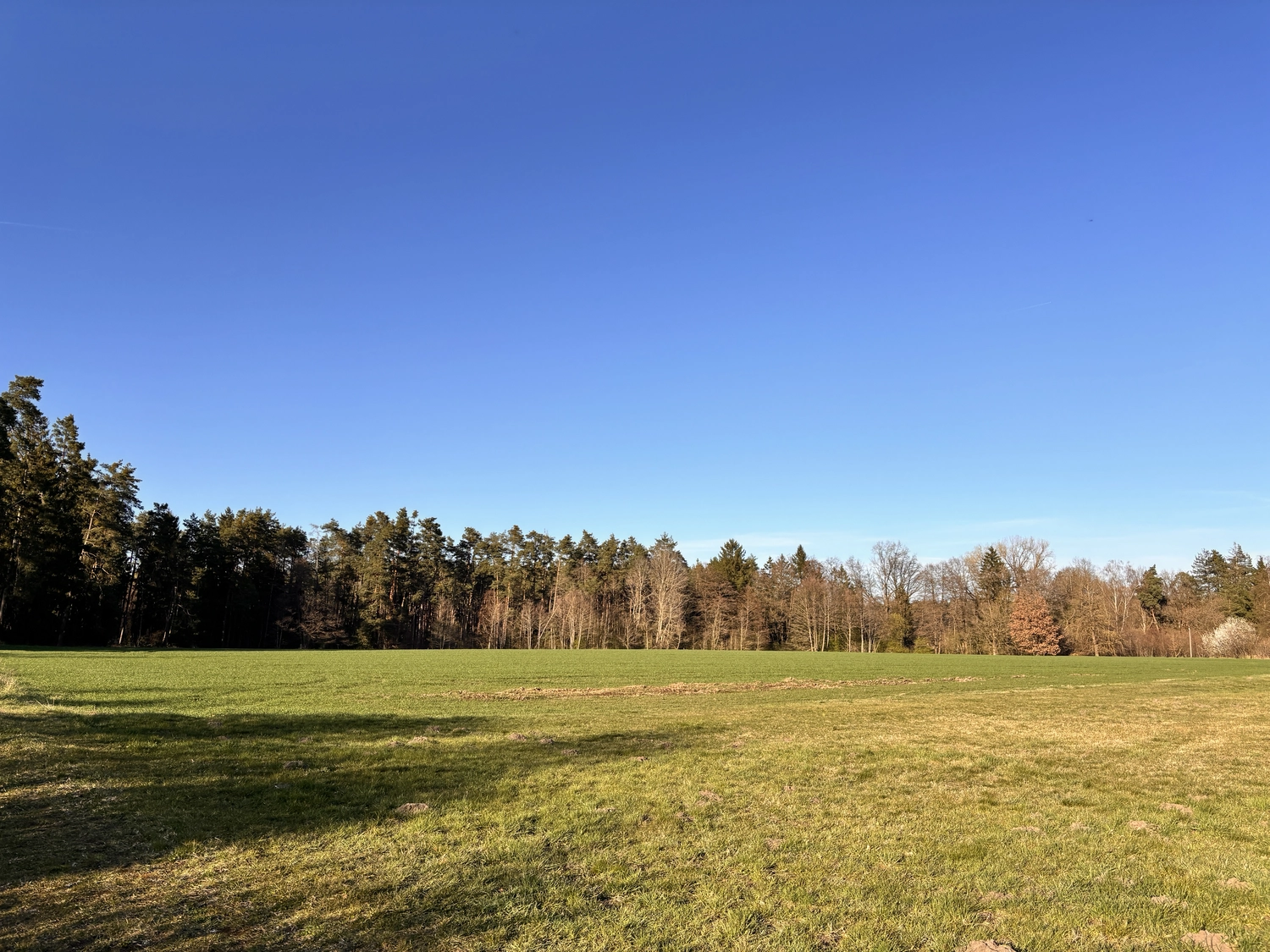 Seelenanker Pferde - Pferdetrainer und Reitpädagoge - Ein weites grünes Feld unter klarem blauem Himmel, im Hintergrund begrenzt von einer dichten Baumreihe.