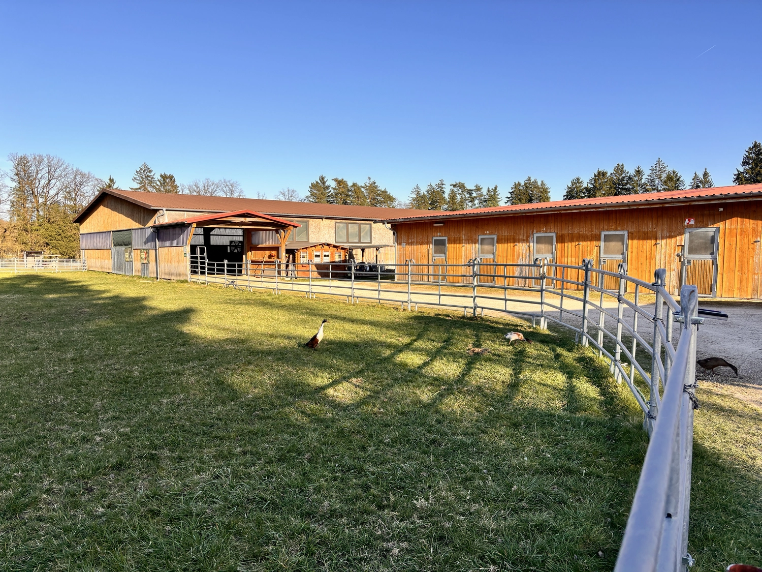 Seelenanker Pferde - Pferdetrainer und Reitpädagoge - Eine Weitwinkelaufnahme auf Augenhöhe zeigt einen sonnigen Bauernhof mit einer grünen Weide, die von einem geschwungenen Metallzaun umgeben ist und zu langen, hölzernen Pferdeställen unter strahlend blauem Himmel führt.