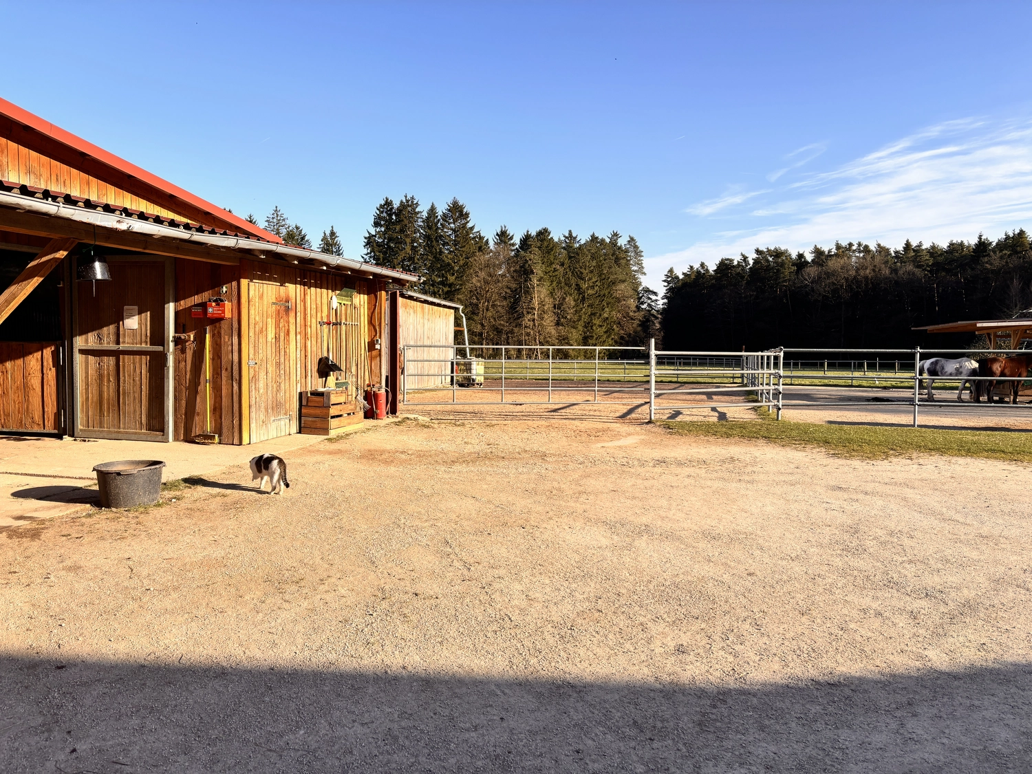 Seelenanker Pferde - Pferdetrainer und Reitpädagoge - Ein Hund läuft unter strahlend blauem Himmel auf einem unbefestigten Hof neben einer Holzscheune und umzäunten Pferdekoppeln