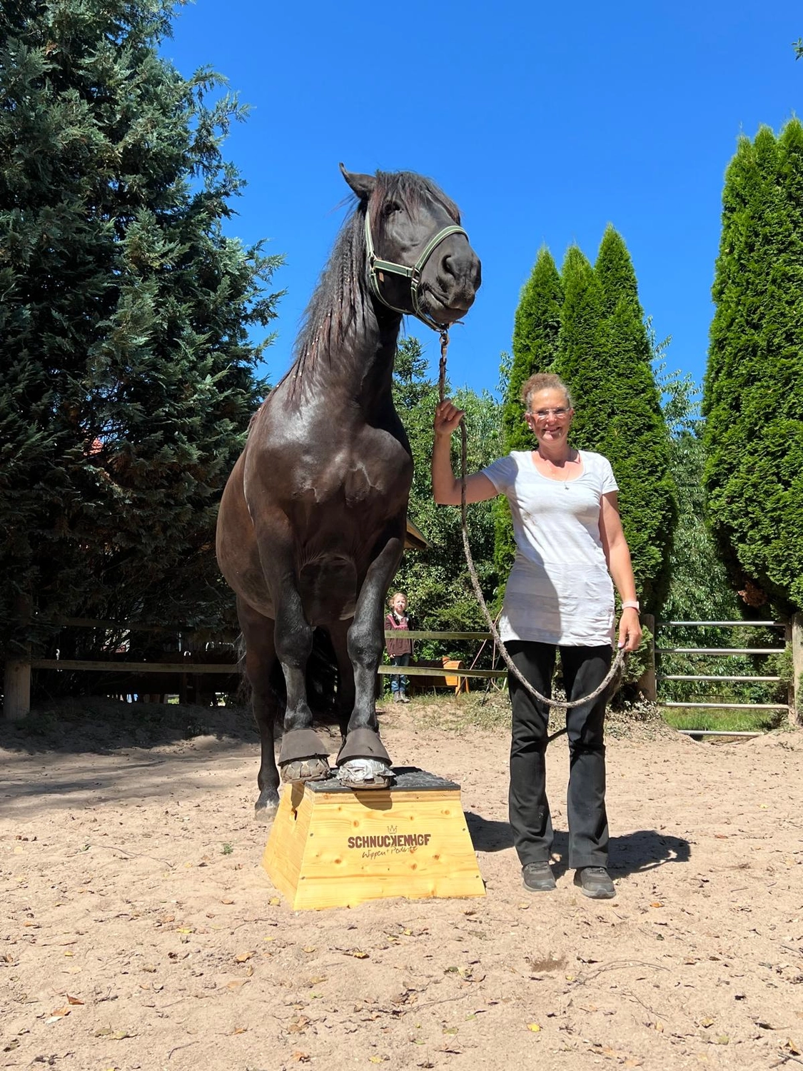 Seelenanker Pferde - Pferdetrainer und Reitpädagoge - Pferdeausbildung