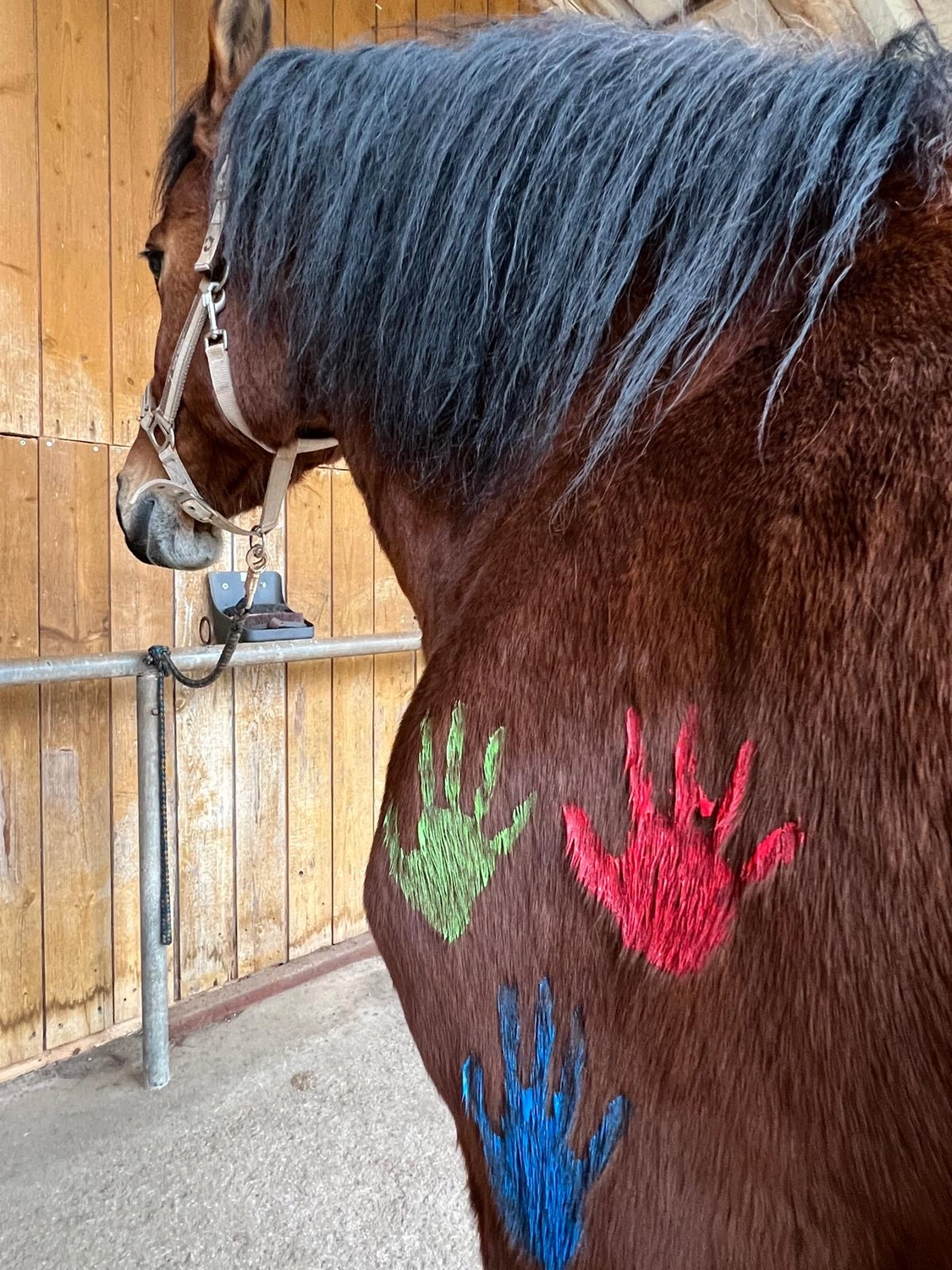 Seelenanker Pferde - Pferdetrainer und Reitpädagoge -  Handabdrücke an der Seite eines braunen Pferdes.