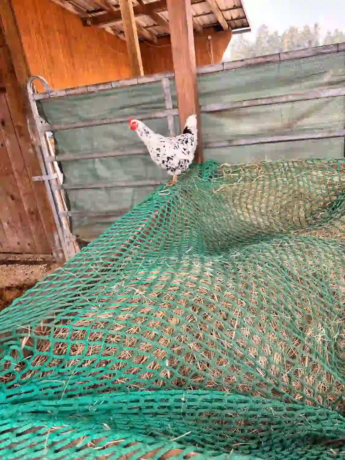 Seelenanker Pferde - Pferdetrainer und Reitpädagoge - Eine Ente auf einem Pferdefuttertrog in einer Holzscheune.