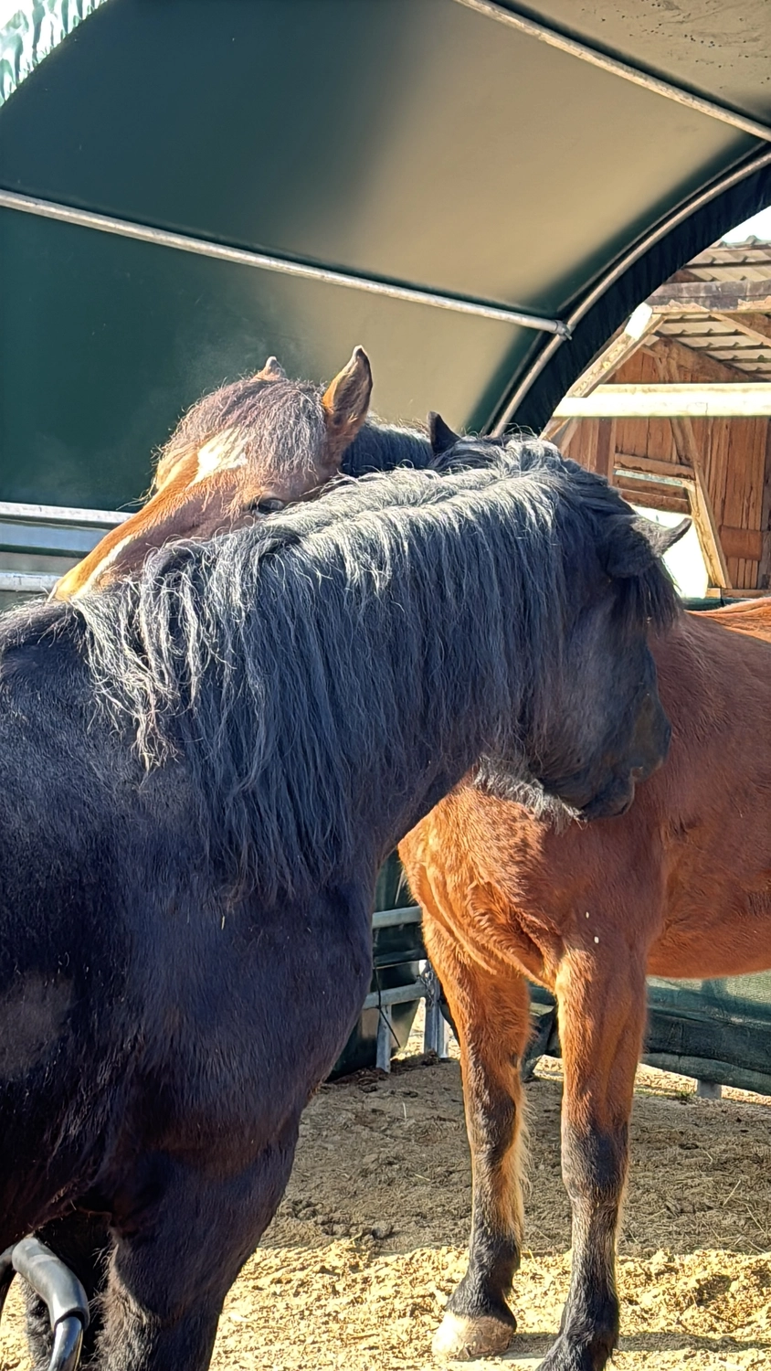 Seelenanker Pferde - Pferdetrainer und Reitpädagoge - Zwei Pferde stehen dicht beieinander unter einem Sonnensegel in einem Freigehege.