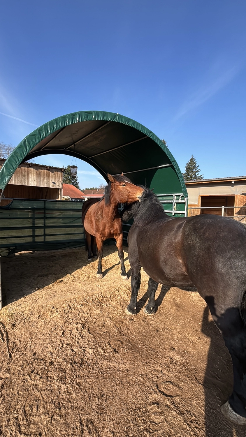Seelenanker Pferde - Pferdetrainer und Reitpädagoge - Zwei Pferde pflegen sich gegenseitig in einem Außengehege.