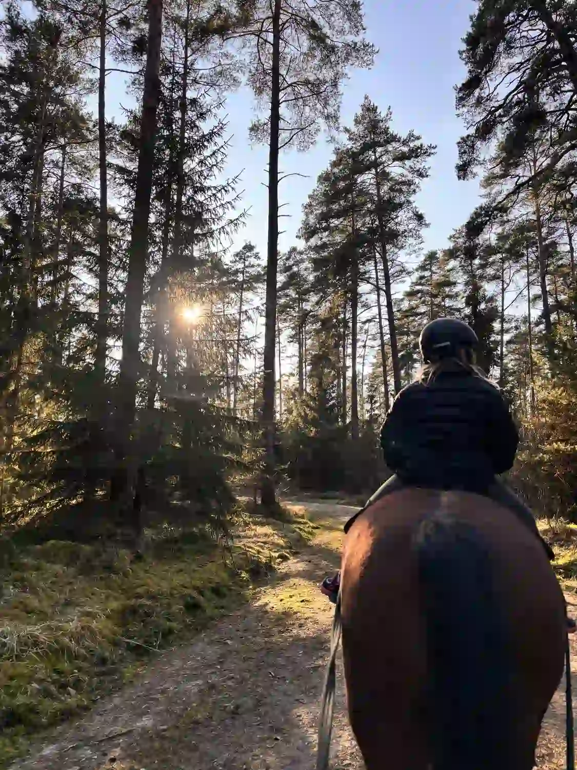 Seelenanker Pferde - Pferdetrainer und Reitpädagoge - Eine Person reitet auf einem Pferd einen Pfad durch einen sonnigen Wald entlang.