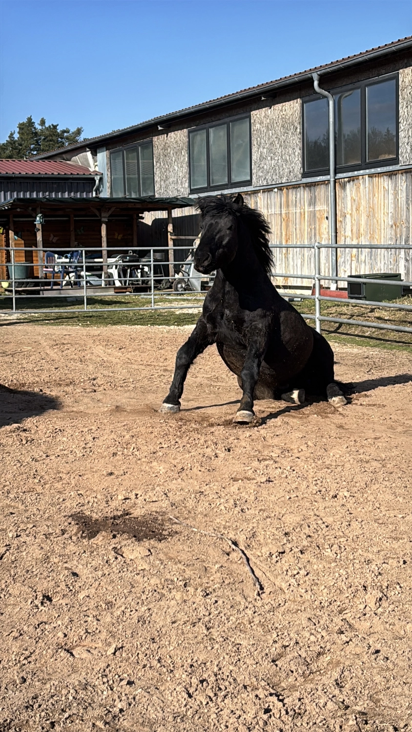 Seelenanker Pferde - Pferdetrainer und Reitpädagoge - Pferdeausbildung