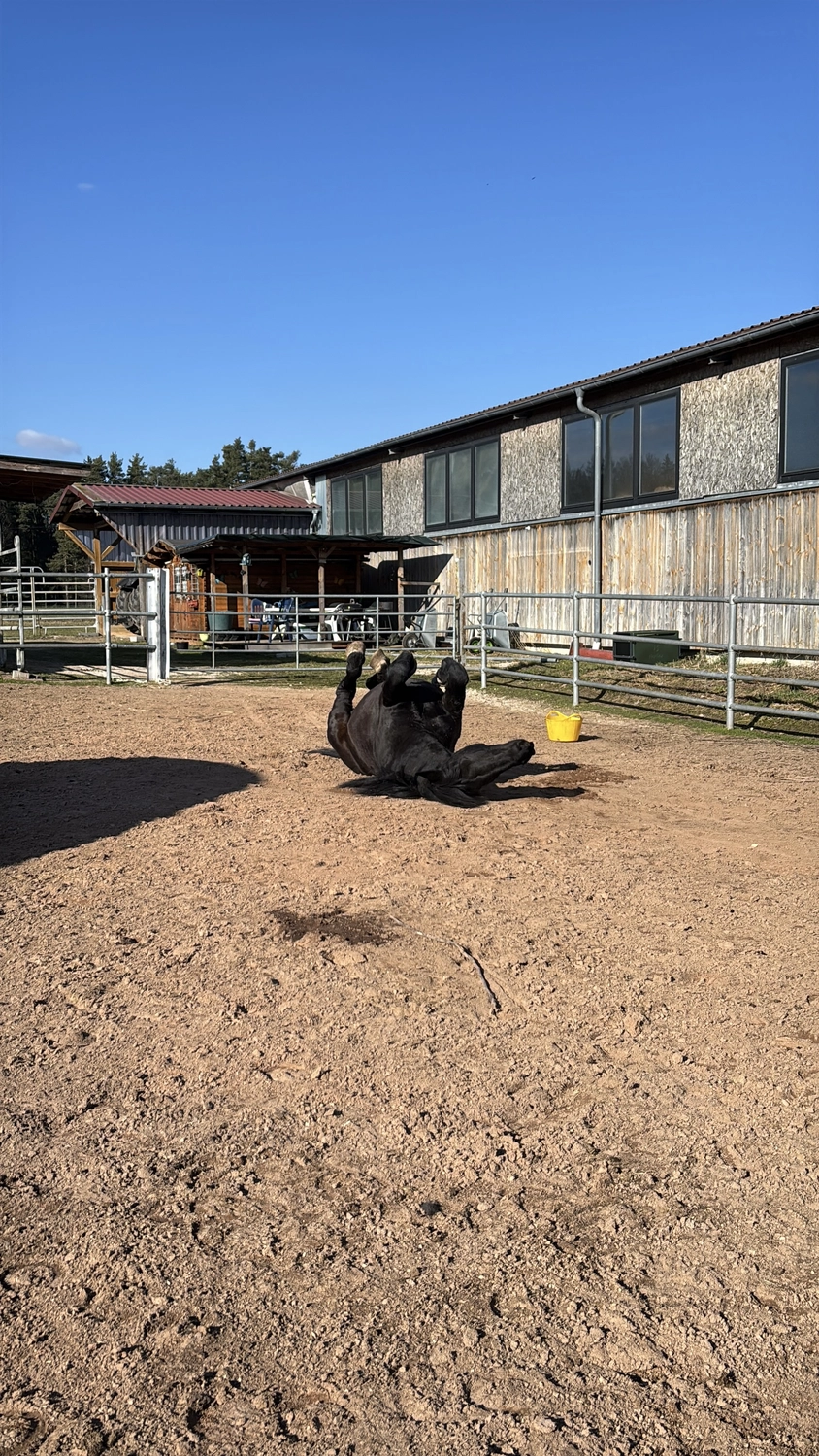 Seelenanker Pferde - Pferdetrainer und Reitpädagoge - Pferdeausbildung