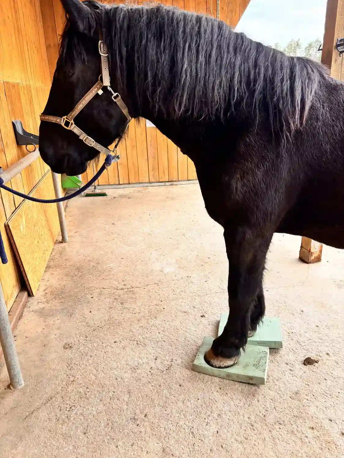 Seelenanker Pferde - Pferdetrainer und Reitpädagoge - Pferd