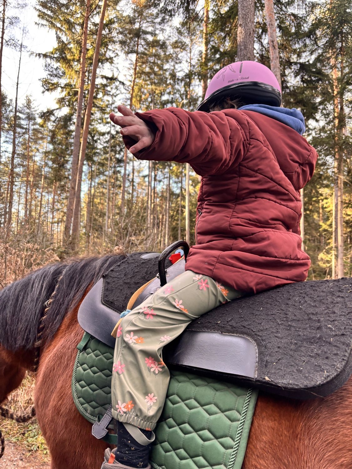 Seelenanker Pferde - Pferdetrainer und Reitpädagoge -Reitpädagogik