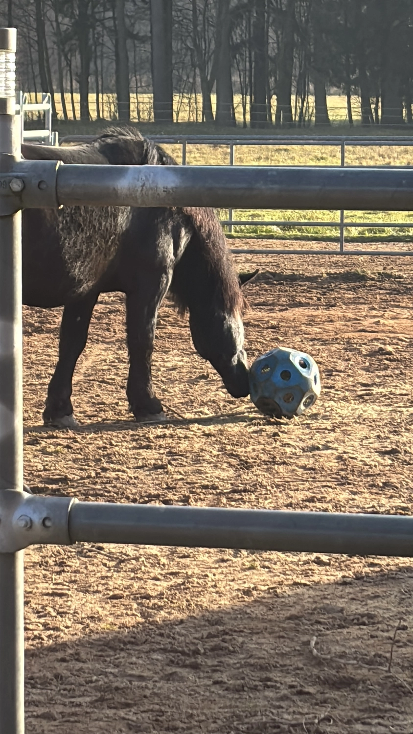 Seelenanker Pferde - Pferdetrainer und Reitpädagoge - Reitunterricht