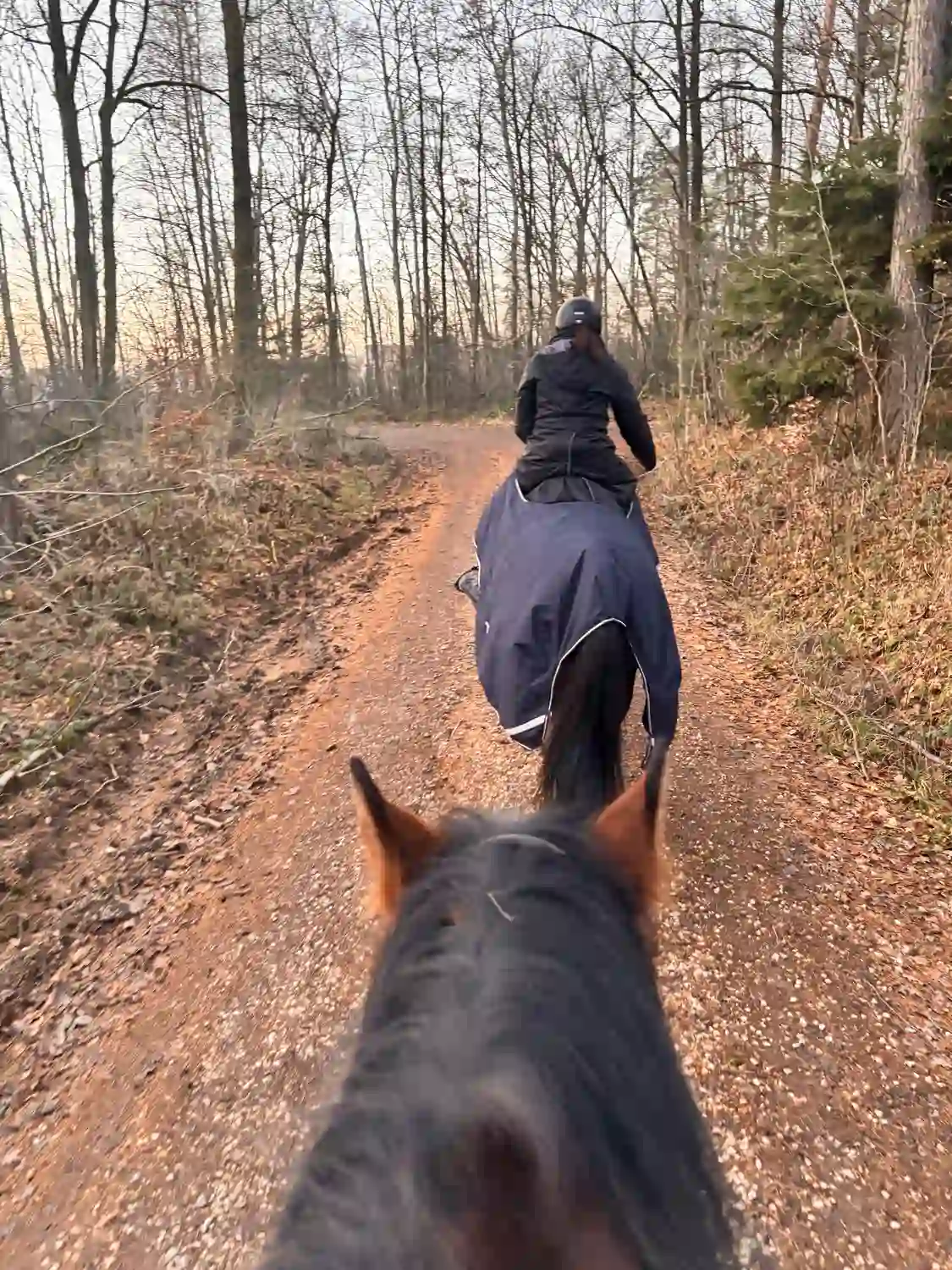 Seelenanker Pferde - Pferdetrainer und Reitpädagoge - Ein Reiter reitet hinter einem anderen auf einem Feldweg durch ein Waldgebiet.