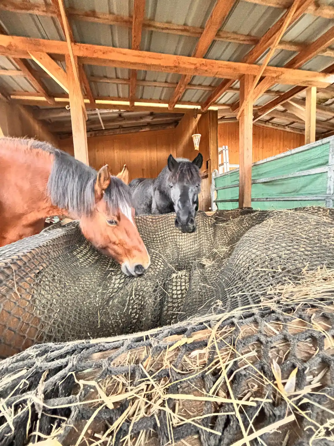 Seelenanker Pferde - Pferdetrainer und Reitpädagoge - Zwei Pferde fressen in einer Holzscheune aus einem Futtertrog.