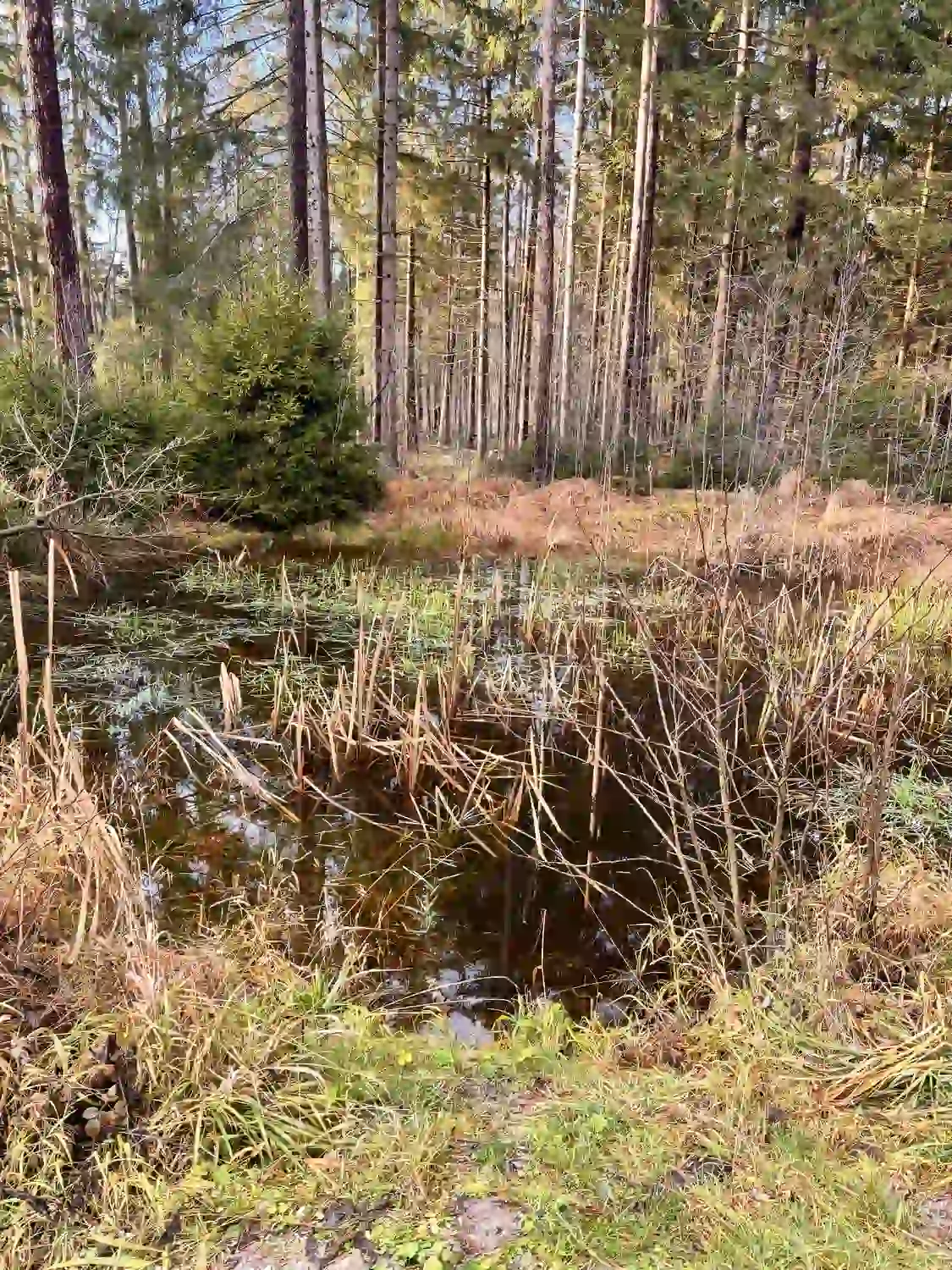 Seelenanker Pferde - Pferdetrainer und Reitpädagoge - Ein kleiner, trüber Teich voller Schilf, umgeben von einem dichten Kiefernwald.
