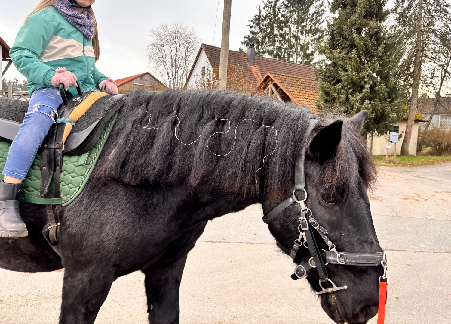 Seelenanker Pferde - Pferdetrainer und Reitpädagoge - Reitunterricht