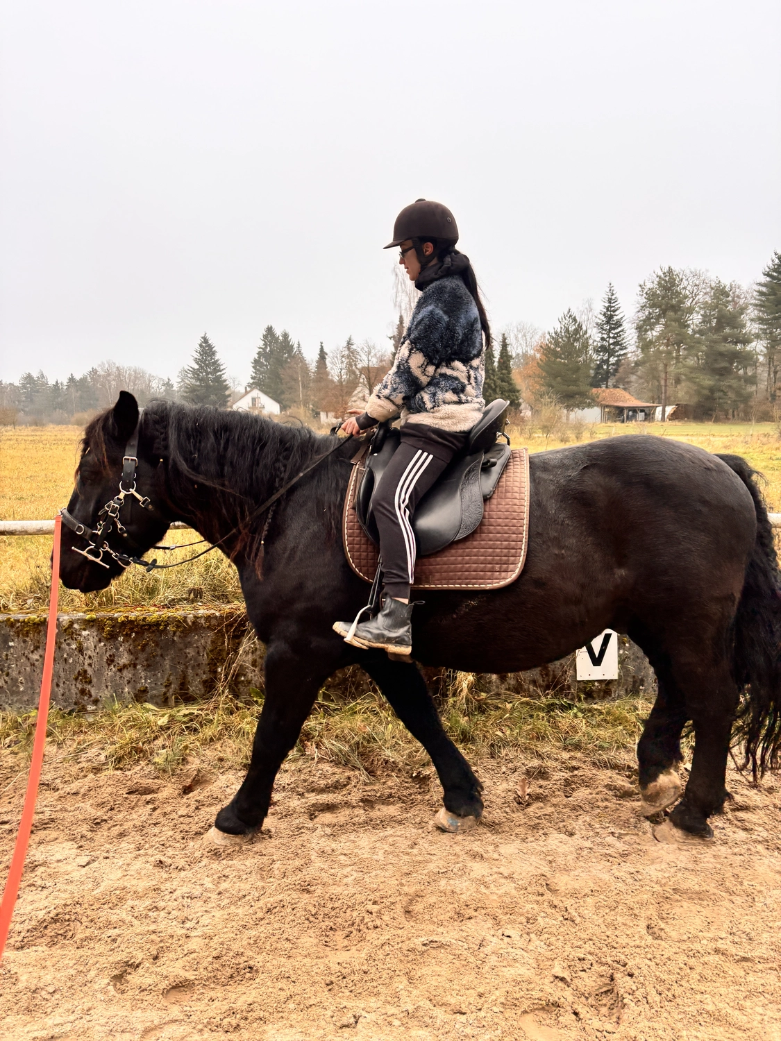 Seelenanker Pferde - Pferdetrainer und Reitpädagoge - Reitunterricht