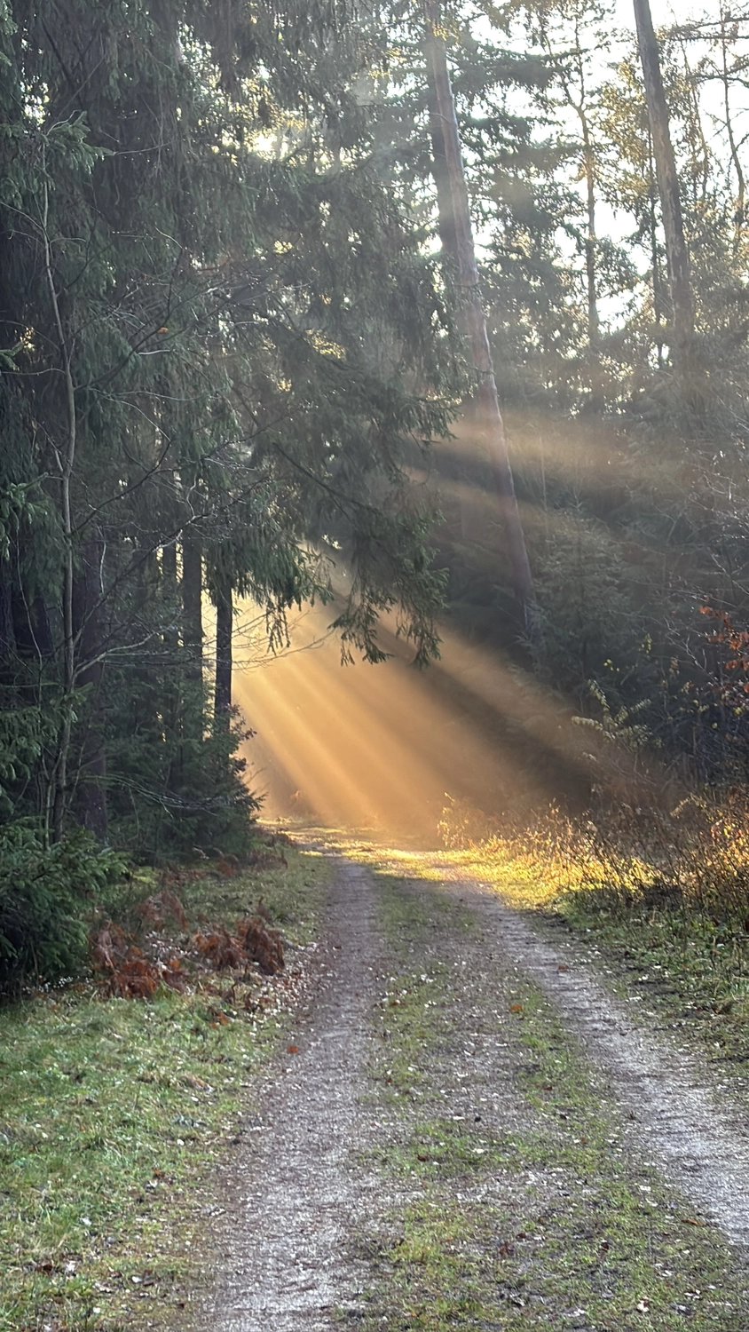 Seelenanker Pferde - Pferdetrainer und Reitpädagoge - Ein unbefestigter Pfad schlängelt sich durch einen dichten Wald, durch dessen Bäume dramatische Sonnenstrahlen fallen.