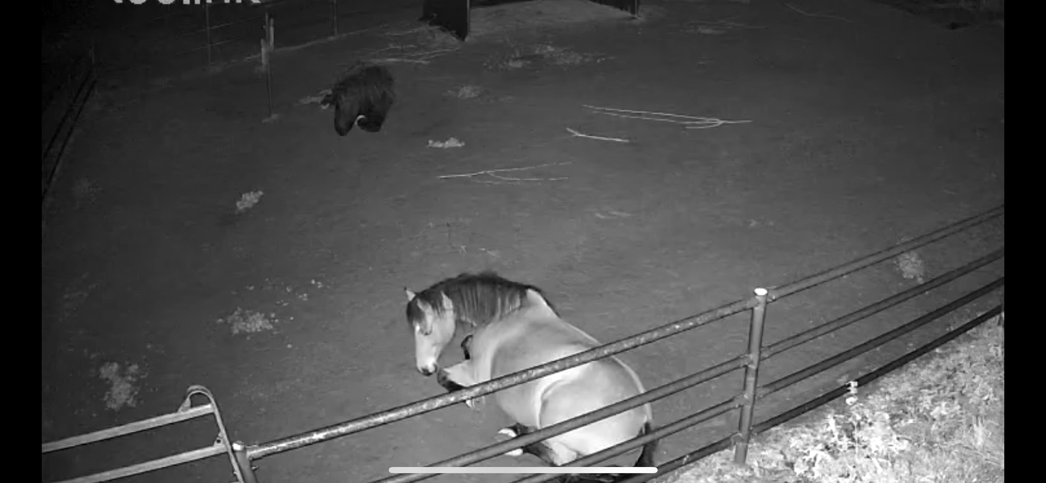 Seelenanker Pferde - Pferdetrainer und Reitpädagoge - Pferd