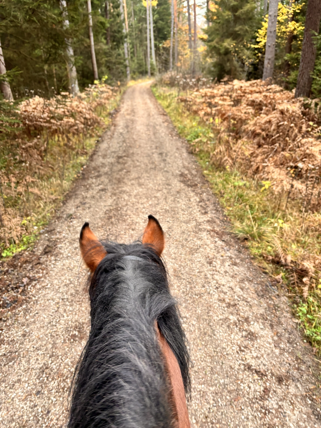 Seelenanker Pferde - Pferdetrainer und Reitpädagoge - Pferd