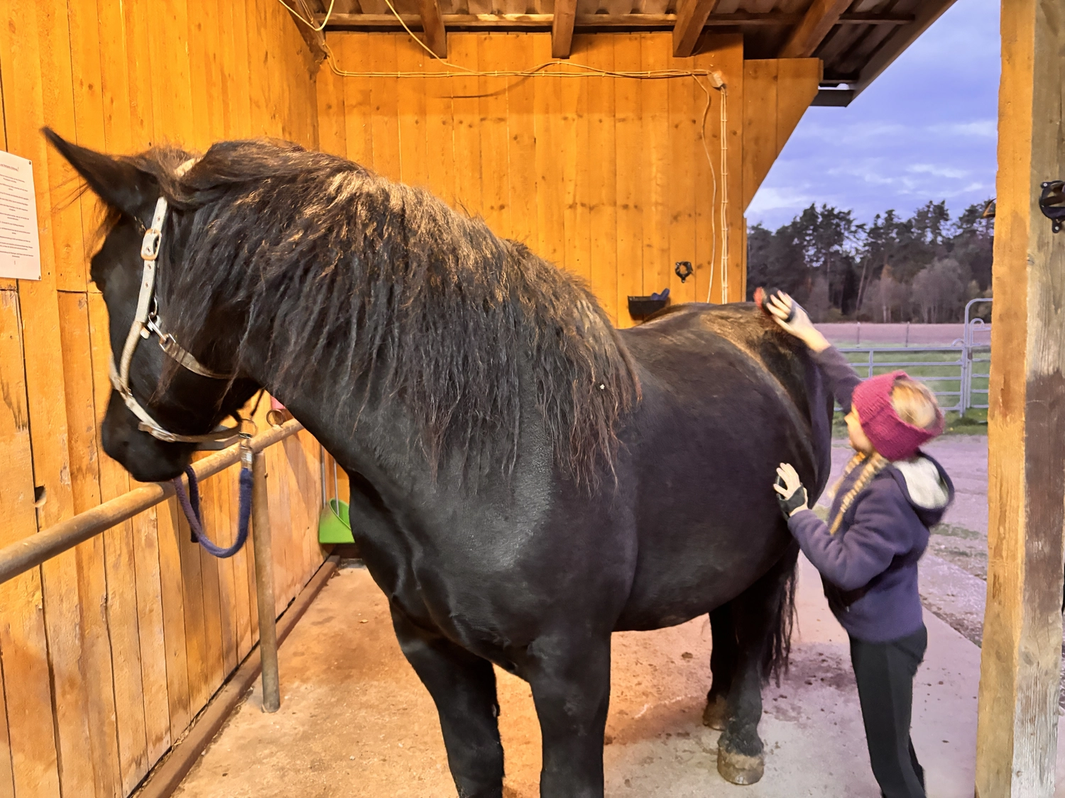 Seelenanker Pferde - Pferdetrainer und Reitpädagoge - Pferdepflege