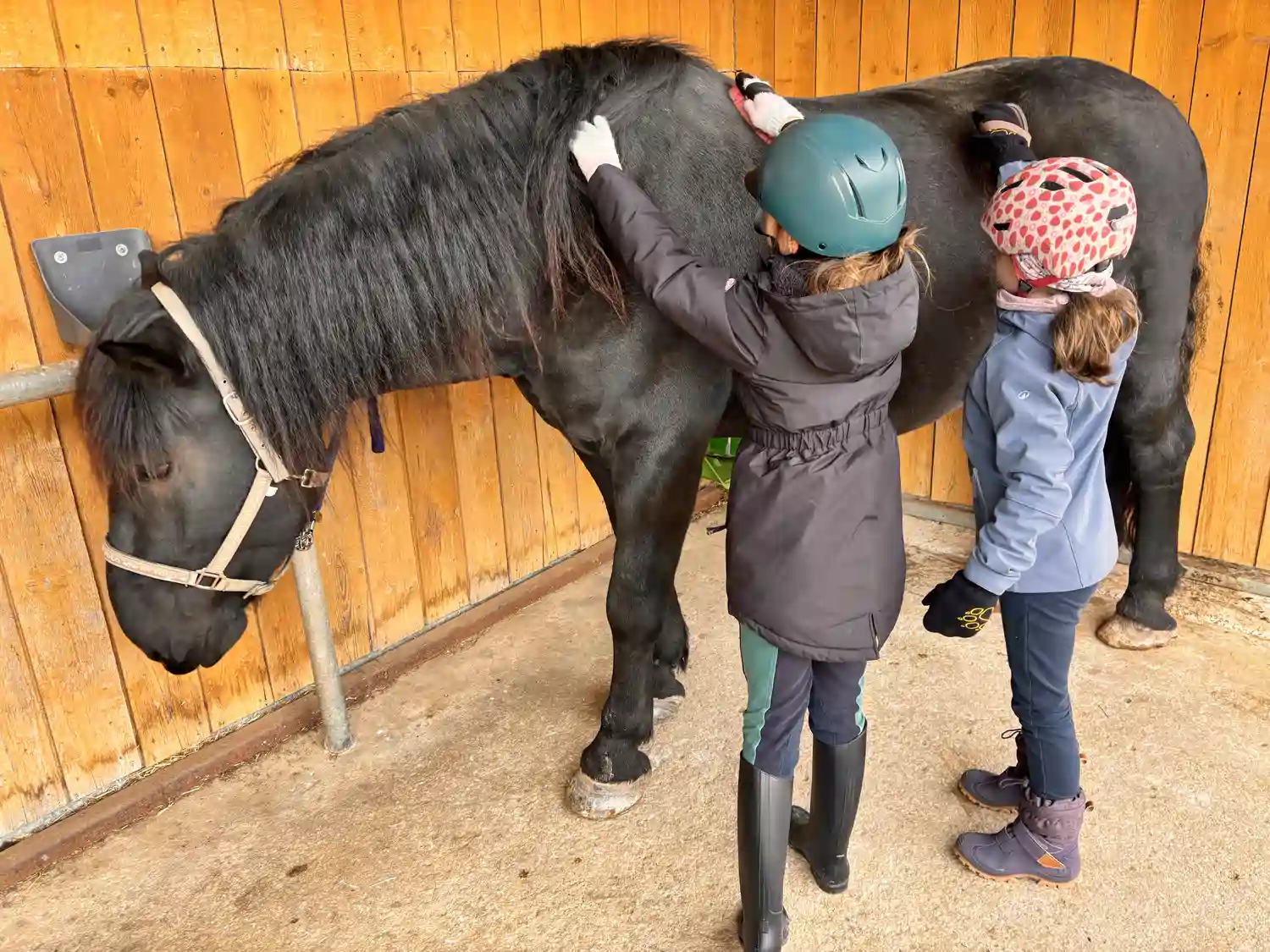Seelenanker Pferde - Pferdetrainer und Reitpädagoge - Pferdepflege