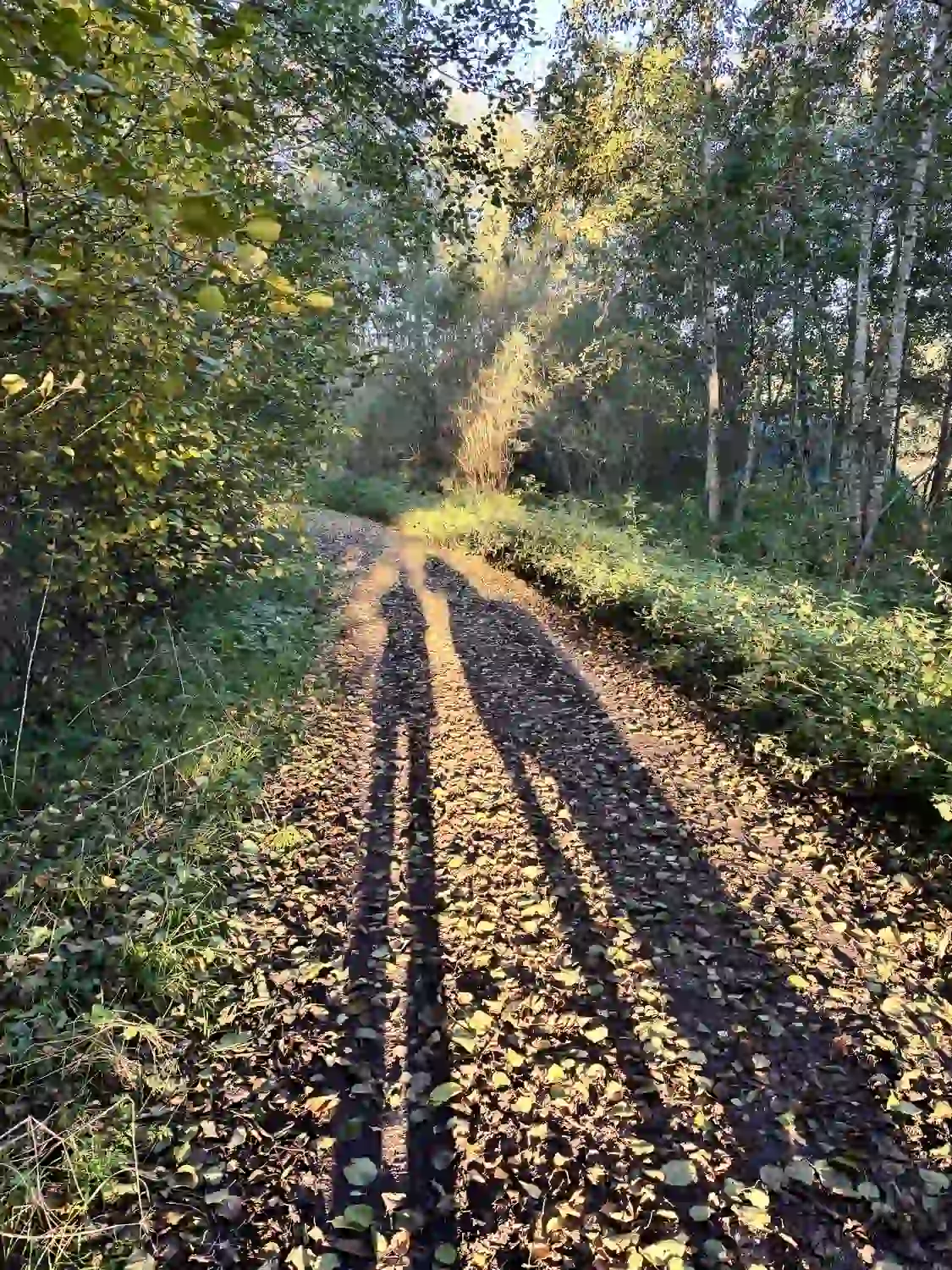 Seelenanker Pferde - Pferdetrainer und Reitpädagoge - Ein mit Laub bedeckter Feldweg führt durch einen dichten Wald. Zwei lange Schatten von Menschen fallen im Sonnenlicht nach vorn.