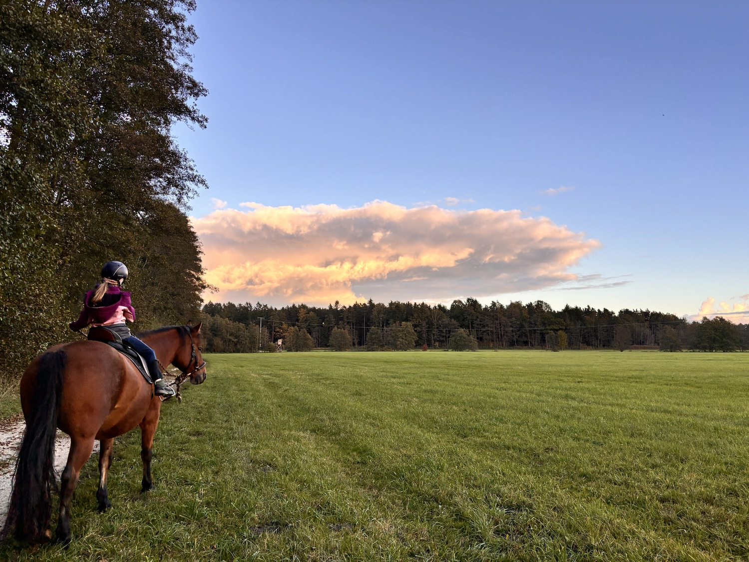 Seelenanker Pferde - Pferdetrainer und Reitpädagoge - Reitpädagogik