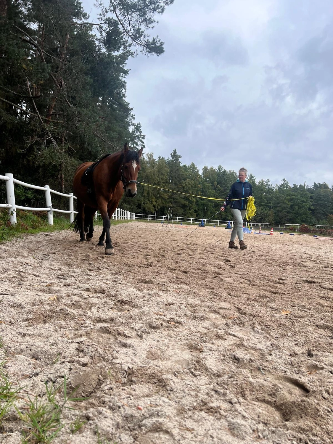 Seelenanker Pferde - Pferdetrainer und Reitpädagoge - Eine Person longiert ein braunes Pferd an der Longe in einer von einem weißen Zaun umgebenen Sandarena im Freien, die an einen Kiefernwald grenzt. Der Himmel ist bewölkt.
