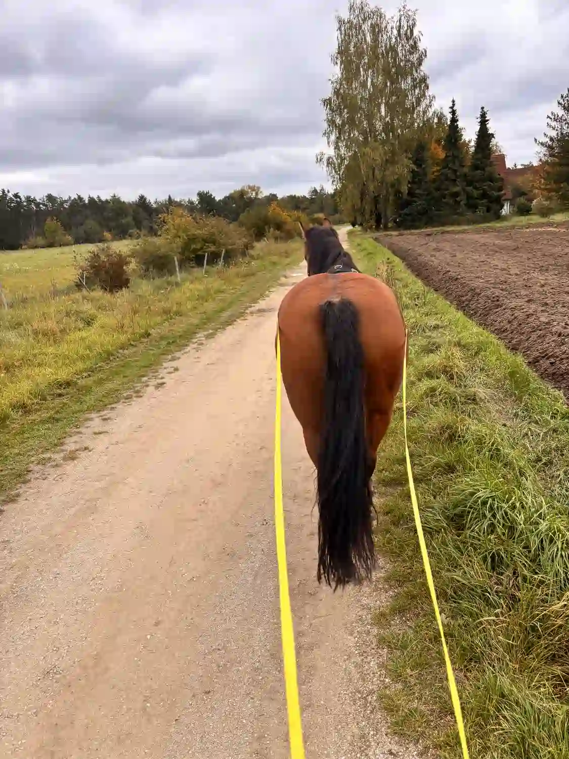 Seelenanker Pferde - Pferdetrainer und Reitpädagoge - Pferd