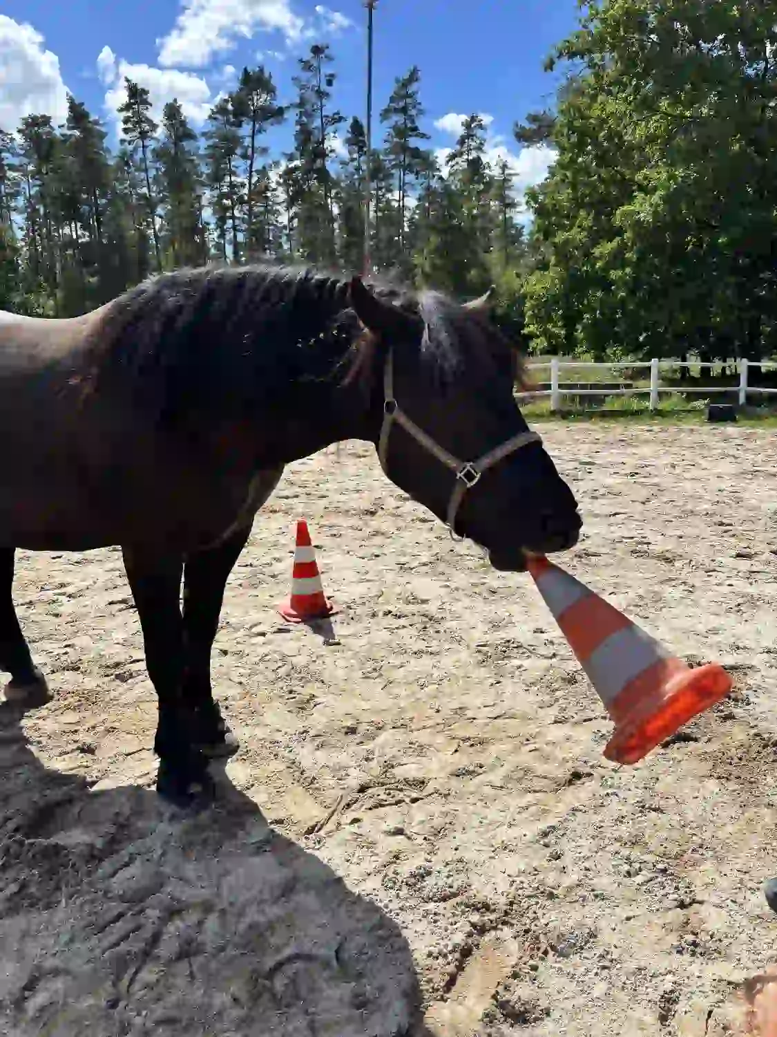 Seelenanker Pferde - Pferdetrainer und Reitpädagoge - Pferdeausbildung