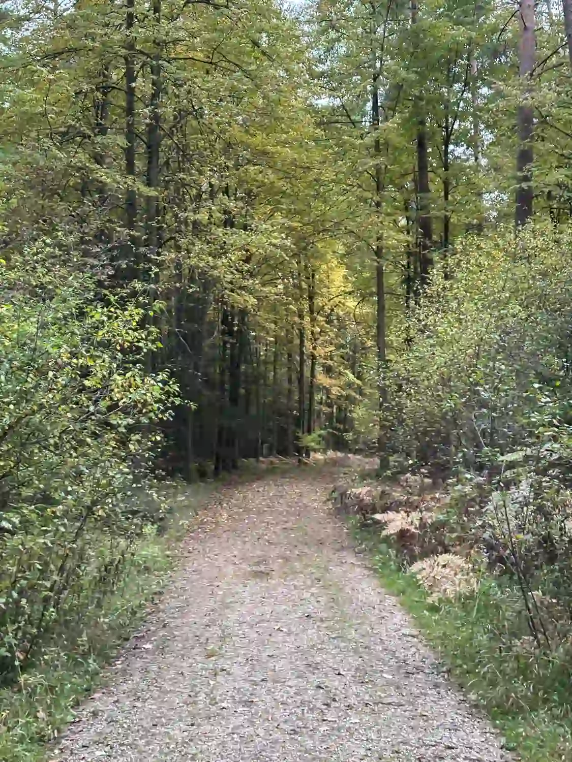 Seelenanker Pferde - Pferdetrainer und Reitpädagoge - Ein Schotterweg schlängelt sich durch einen dichten Wald mit grünen und gelblichen Bäumen.