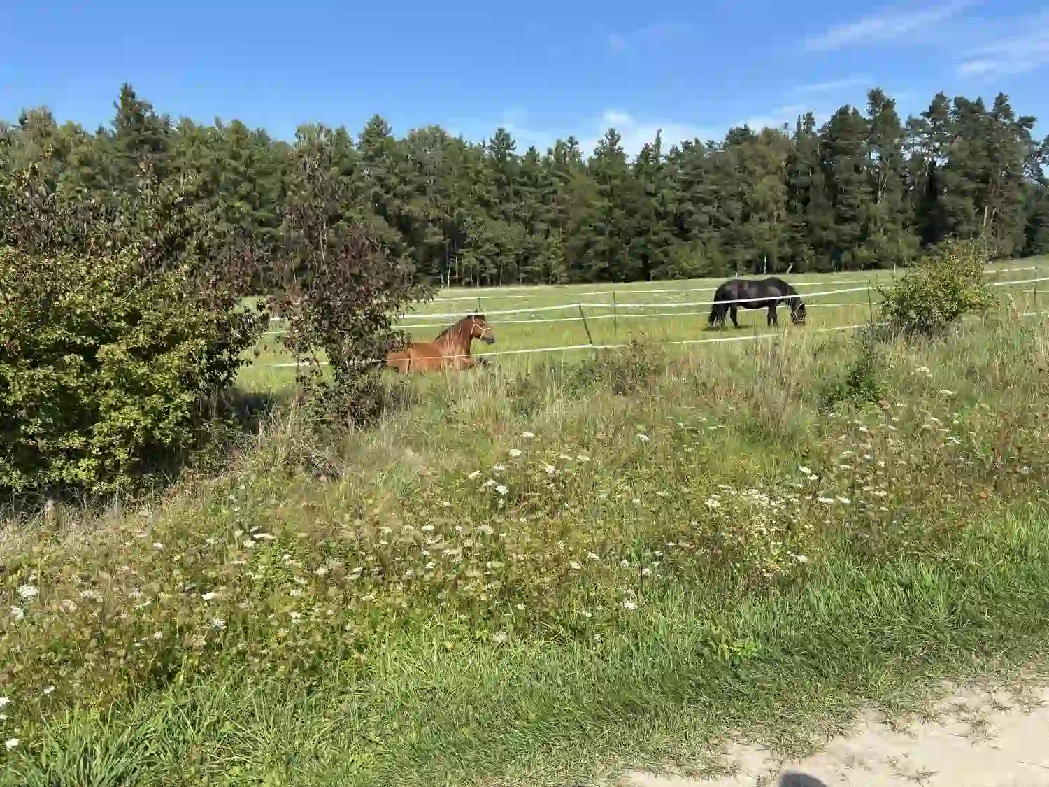 Seelenanker Pferde - Pferdetrainer und Reitpädagoge - Zwei Pferde grasen auf einer grünen, umzäunten Weide vor einem Waldhintergrund.